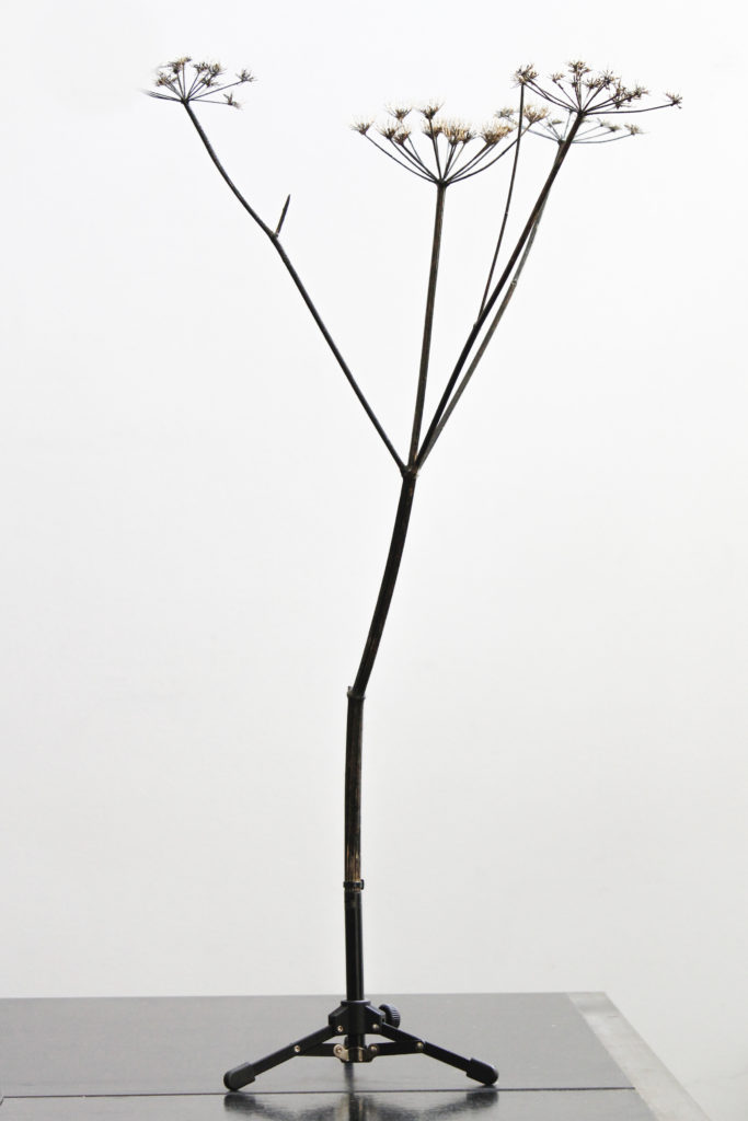 Bertrand Lamarche, Sans Titre, Berce 4, 2019, Dried hogweed, resin, Indian ink, tripod, 70 x 45 cm
