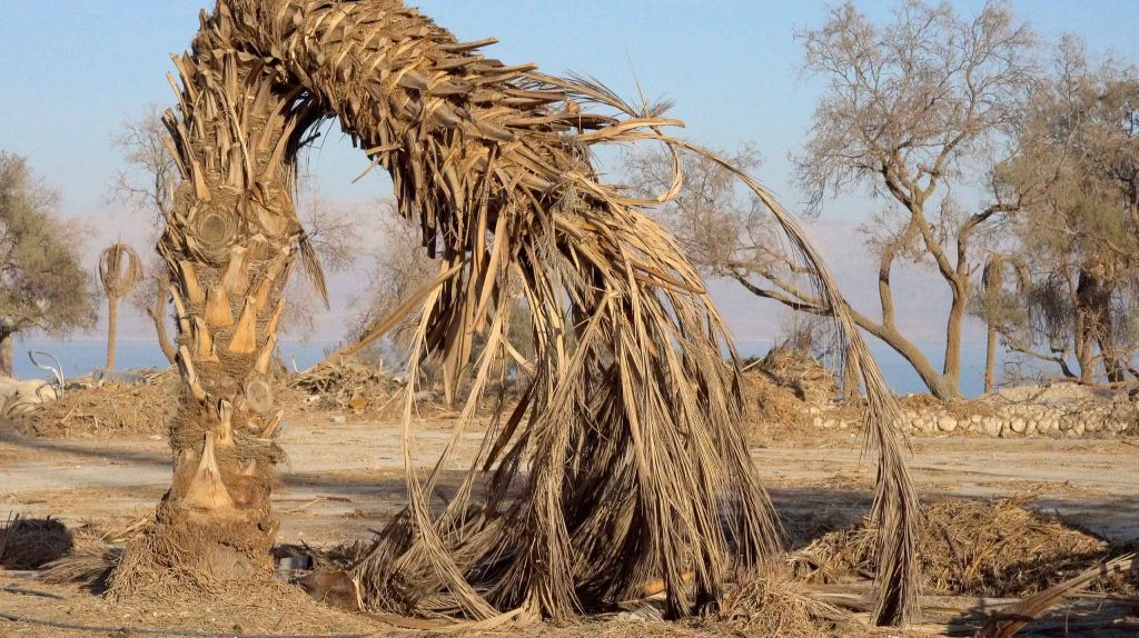 Sophie Ristelhueber, Palmæ #1, 2024, Digital print, 66.5 x 100 cm, Edition of 3 + 2 AP