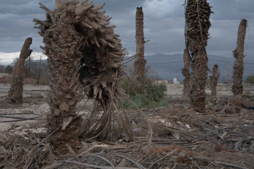 Sophie Ristelhueber, Palmæ, 2024, Digital print, 66.5 x 100 cm, Edition of 3 + 2 AP