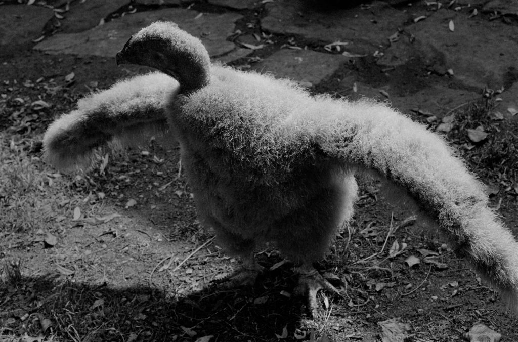 Sophie Ristelhueber, What the Fuck! #1, 2024, Photographie noir et blanc, tirage pigmentaire sur papier Hahnemühle German Etching 310g, 100 x 150 cm