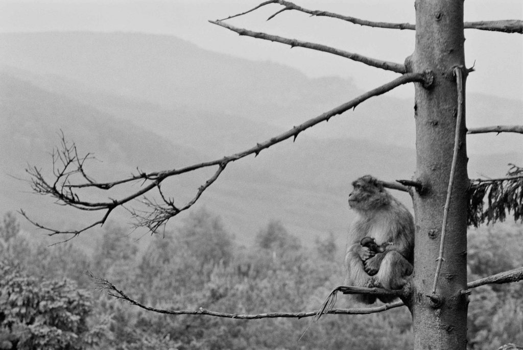 Sophie Ristelhueber, What the Fuck! #5, 2024, Photographie noir et blanc, tirage pigmentaire sur papier Hahnemühle German Etching 310g, 100 x 150 cm